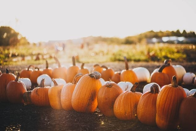 Pumpkin Picking in Bath