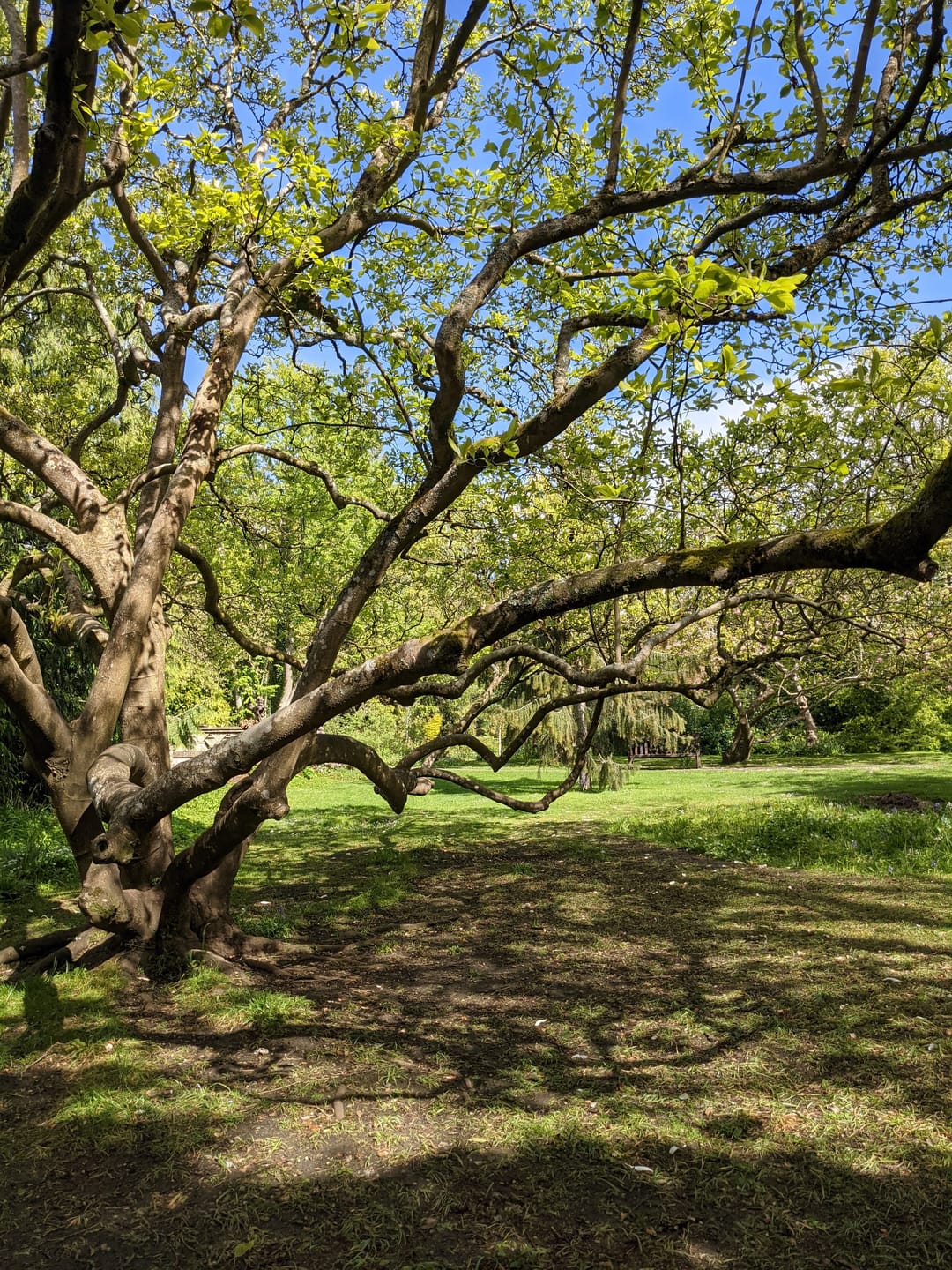 Royal Victoria Park - image 2