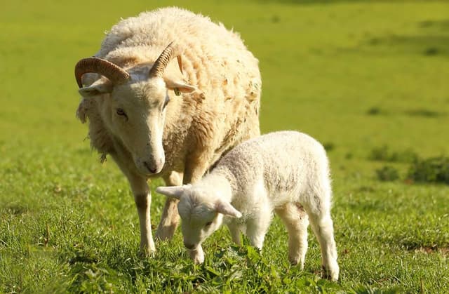 Bath City Farm